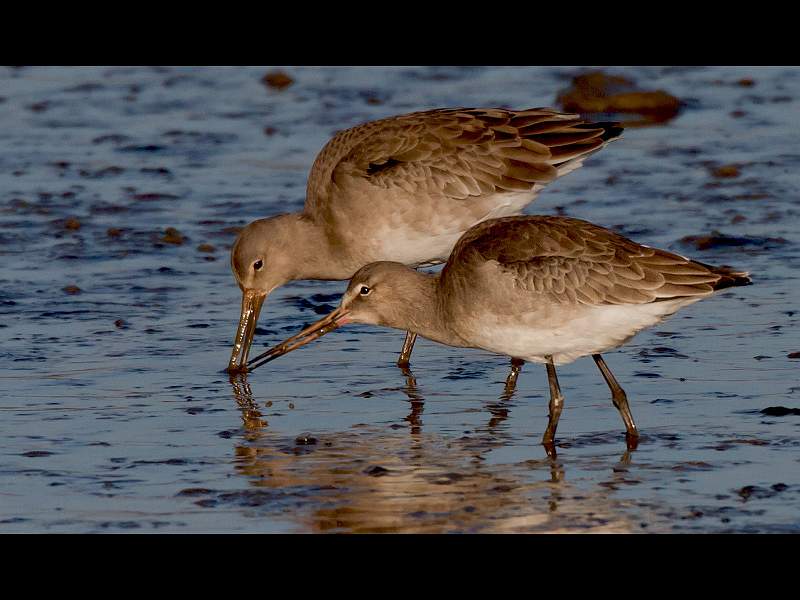 Charles Whitfield-King - Black Tailed Godwits Scavenging.jpg